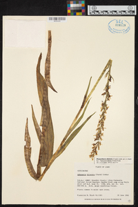 Platanthera dilatata image