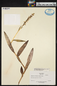 Platanthera dilatata image