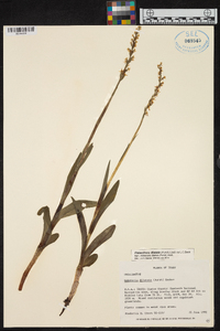 Platanthera dilatata image