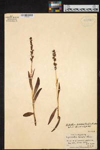 Platanthera dilatata image