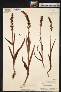 Platanthera dilatata image