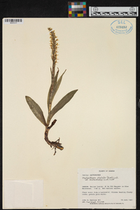 Platanthera dilatata var. leucostachys image