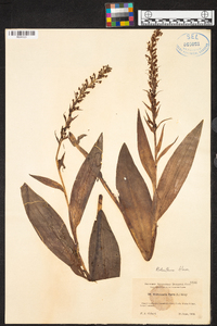 Platanthera flava image