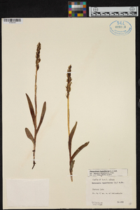 Platanthera hyperborea image