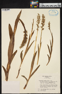 Platanthera hyperborea image