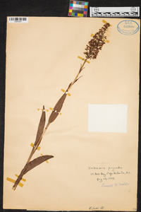 Platanthera psycodes image