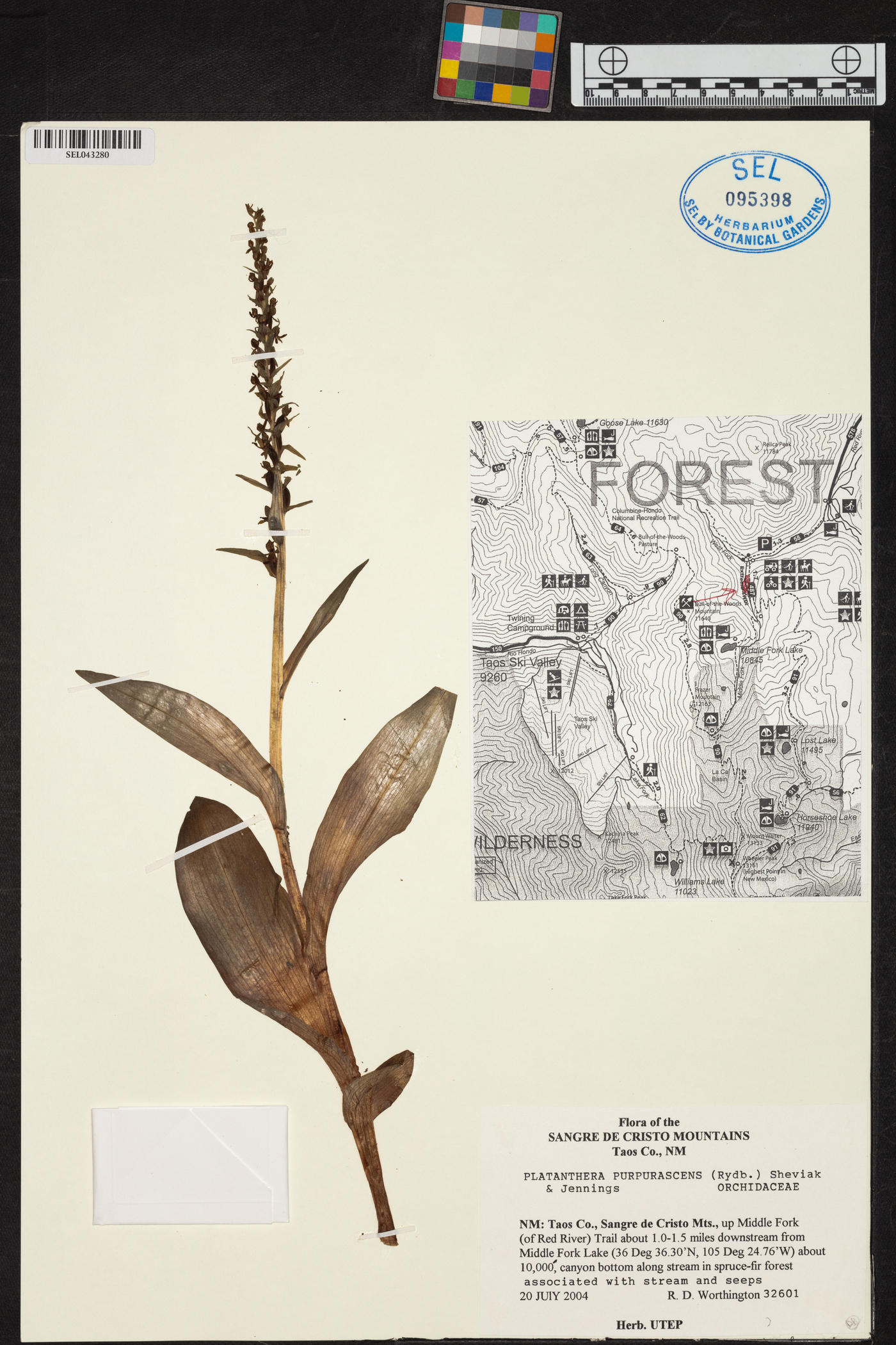 Platanthera purpurascens image