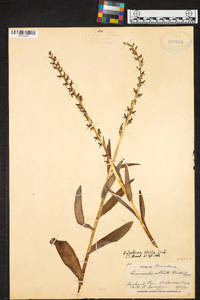 Platanthera stricta image