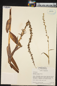 Platanthera stricta image