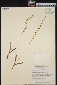 Piperia unalascensis image