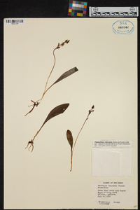 Platanthera obtusata image