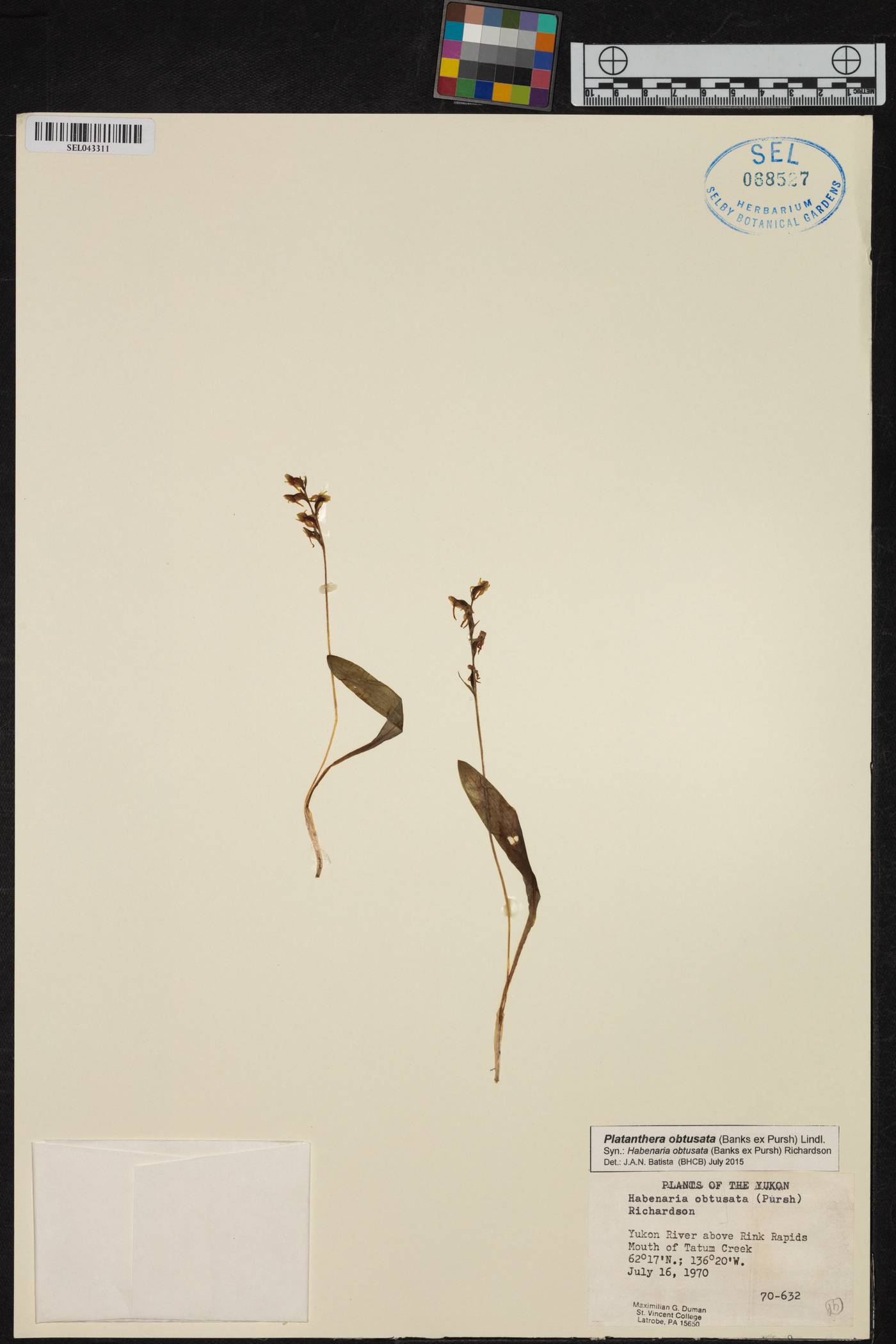 Platanthera obtusata image