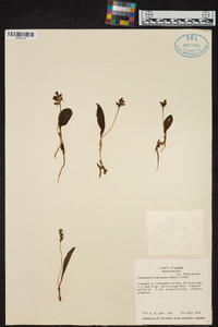 Platanthera obtusata image
