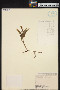 Platythelys querceticola image