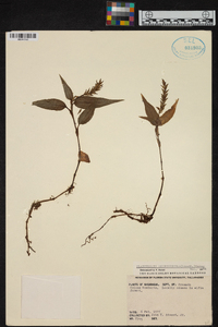 Platythelys querceticola image