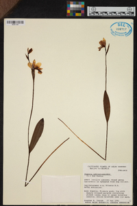 Pogonia ophioglossoides image