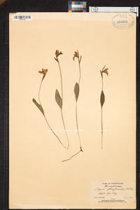 Pogonia ophioglossoides image