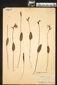 Pogonia ophioglossoides image