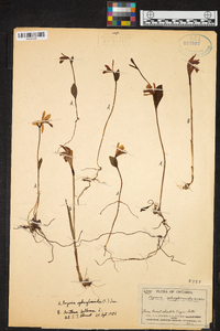 Pogonia ophioglossoides image