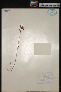 Pogonia ophioglossoides image