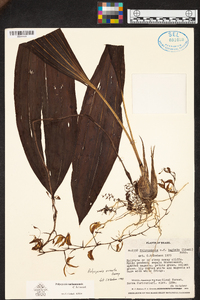 Polycycnis surinamensis image