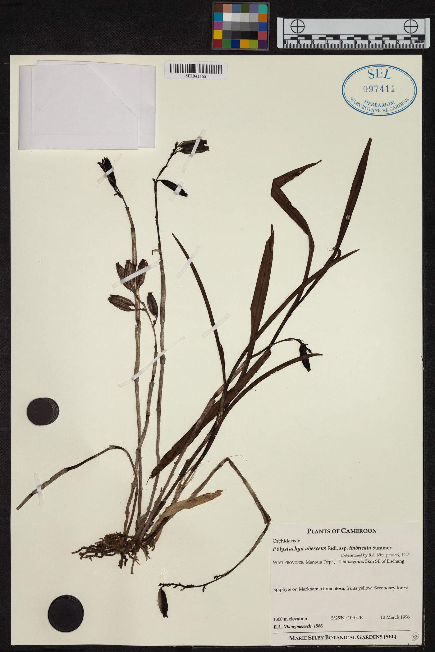 Polystachya albescens subsp. imbricata image