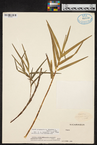 Ponera graminifolia image