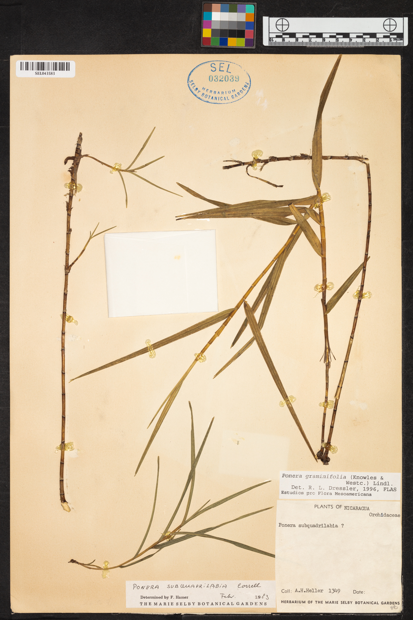 Ponera graminifolia image