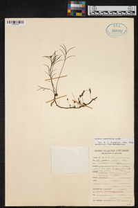 Ponera juncifolia image