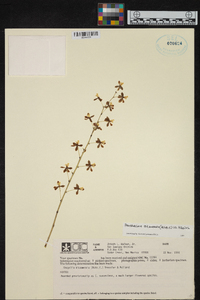 Prosthechea bicamerata image