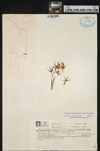 Prosthechea chondylobulbon image