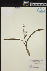Prosthechea cochleata image