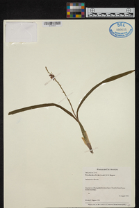 Prosthechea livida image