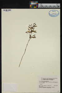 Prosthechea livida image