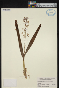 Prosthechea vespa image