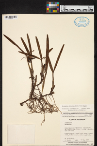 Prosthechea abbreviata image