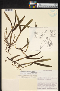 Prosthechea abbreviata image