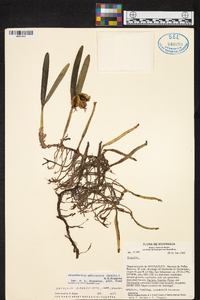 Prosthechea abbreviata image