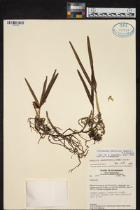 Prosthechea abbreviata image