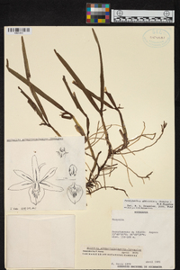 Prosthechea abbreviata image