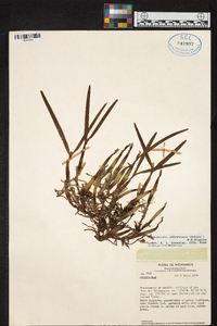 Prosthechea abbreviata image