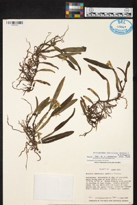 Prosthechea abbreviata image