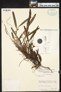 Prosthechea abbreviata image