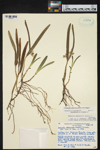 Prosthechea abbreviata image