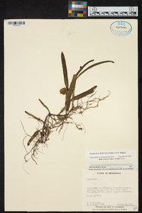 Prosthechea abbreviata image