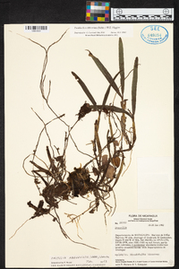 Prosthechea abbreviata image