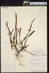 Prosthechea abbreviata image