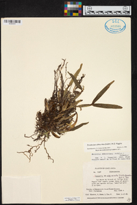 Prosthechea abbreviata image