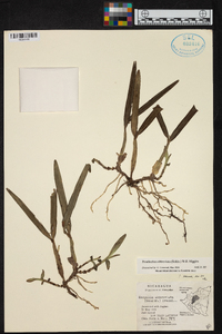 Prosthechea abbreviata image