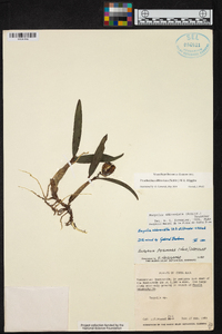 Prosthechea abbreviata image